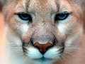 Wild life