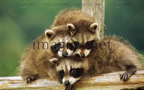 Baby raccoons