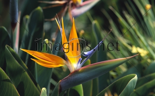 Imagins_0134
