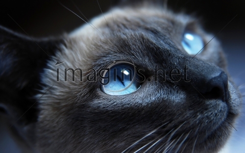 Imagins0161