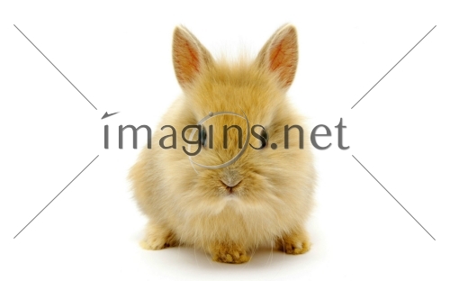 Imagins0226