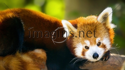 Imagins0240