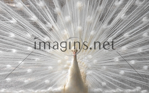Imagins0276