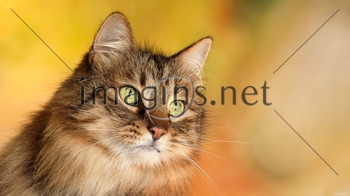 Imagins0280
