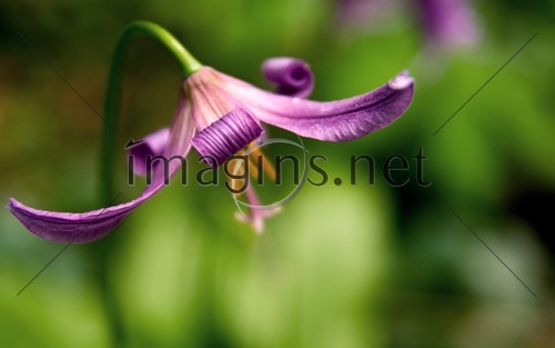 Imagins0326