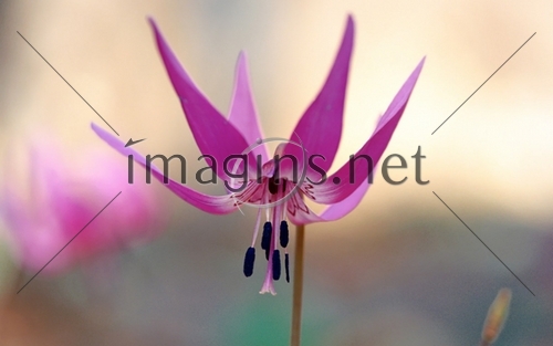 Imagins0388
