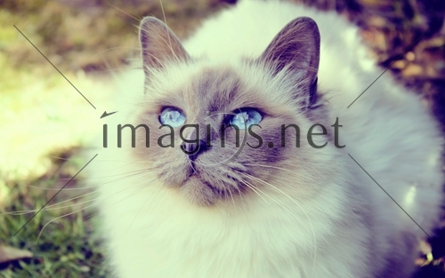 Imagins0403