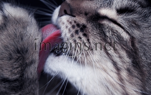 Imagins0590