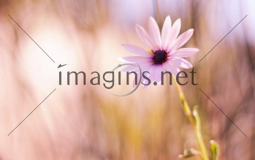 Imagins0638