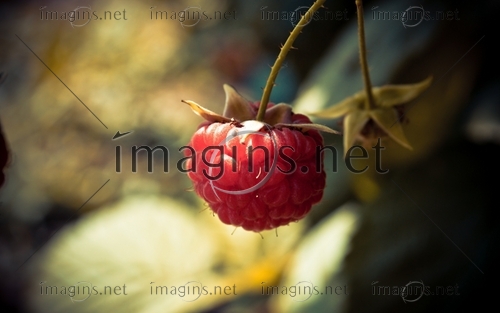 Imagins0697