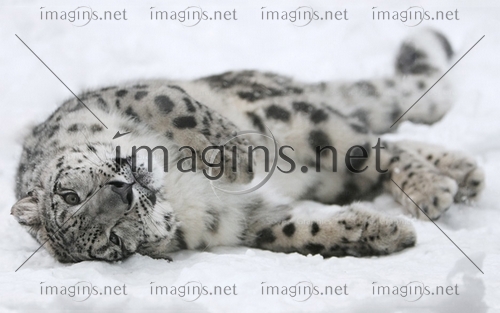 Imagins0731