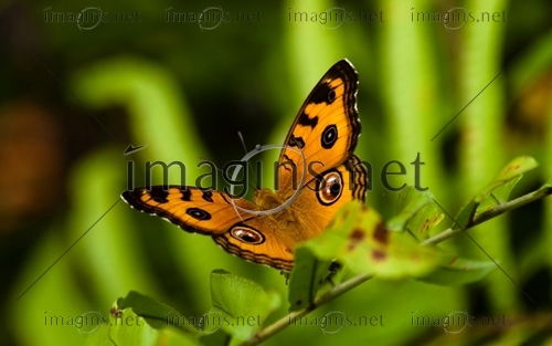 Imagins0784