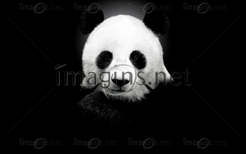Imagins0806
