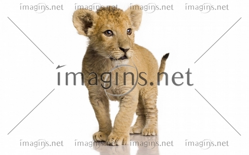 Imagins0826