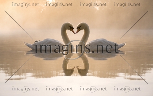 Imagins0843