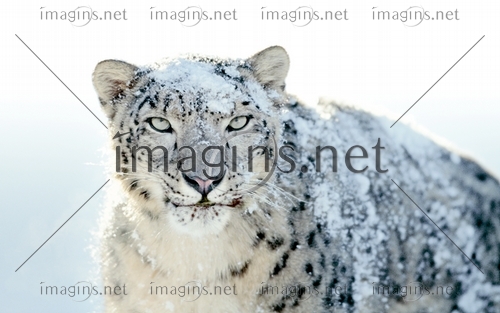 Imagins0868
