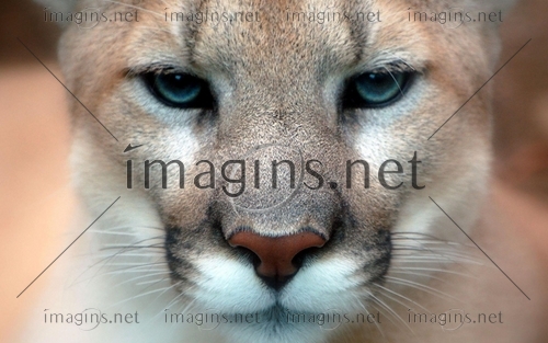 Imagins0869