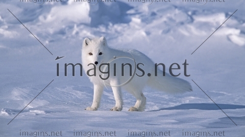Imagins0949