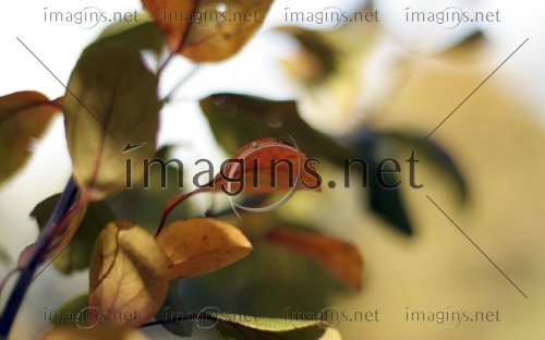 Imagins0961