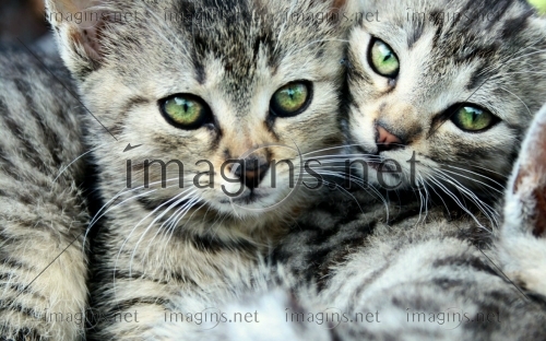 Imagins0964