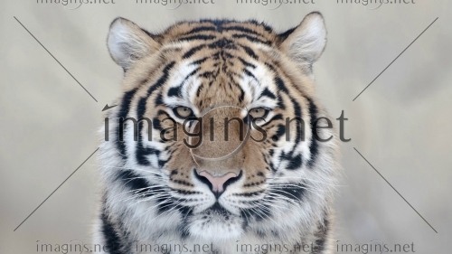Imagins0966