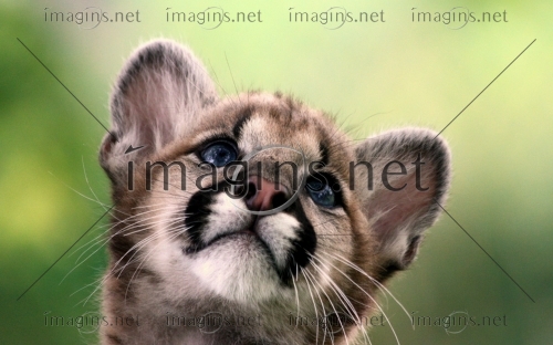 Imagins0980
