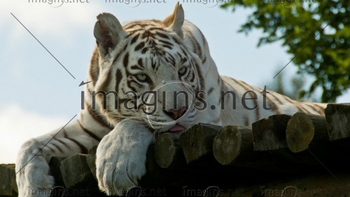 Imagins0983