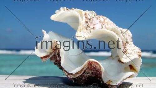 Imagins0986