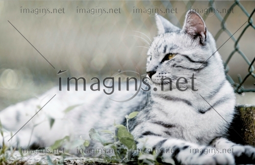 Imagins0988