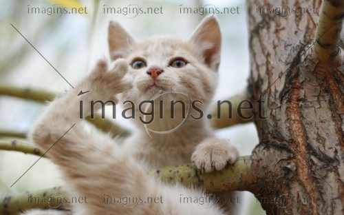 Imagins1028