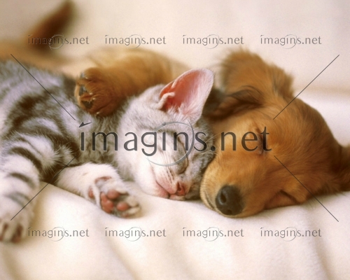 Imagins1041