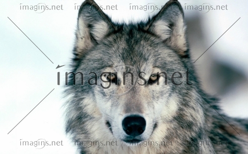 Imagins1046