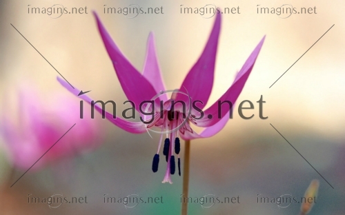 Imagins1061