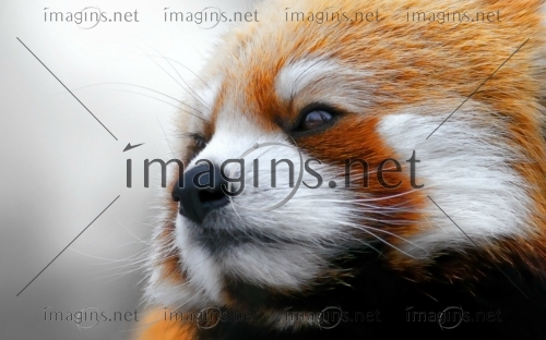 Imagins1084