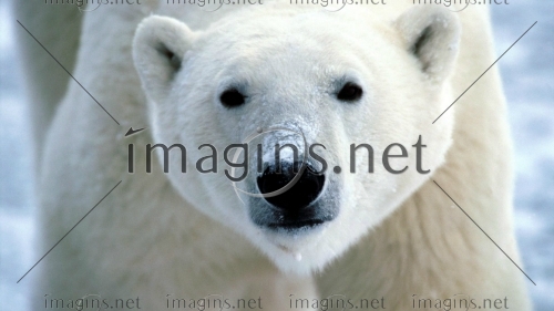 Imagins1091