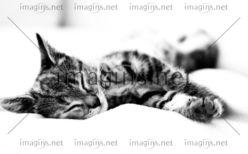 Imagins1106