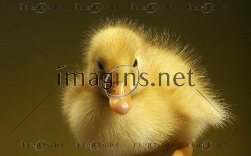 Imagins1130