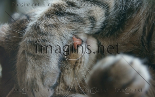 Imagins1148
