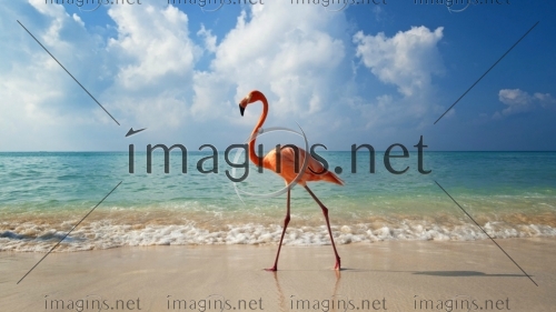 Imagins1149