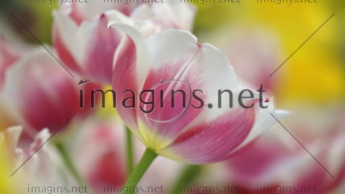Imagins1150