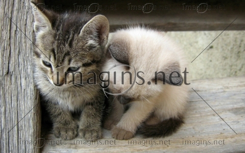 Imagins1156