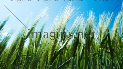 Imagins1159