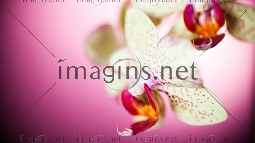 Imagins1168