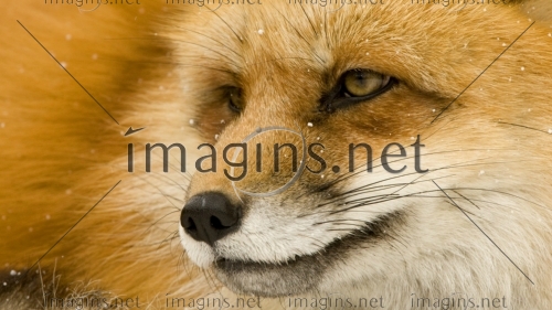 Imagins1175