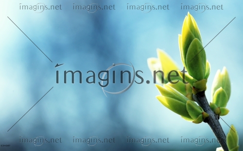 Imagins1176