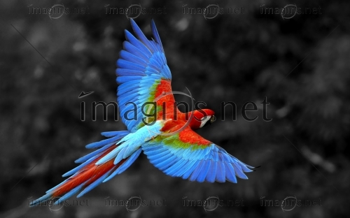 Imagins1188