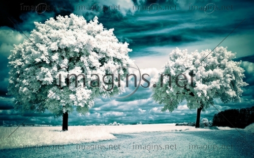 Imagins1194