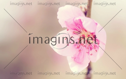 Imagins1225