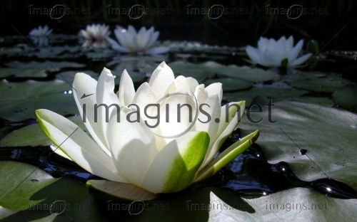Imagins1230