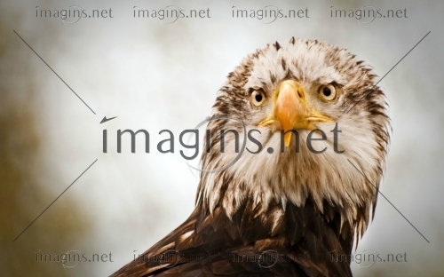 Imagins1245